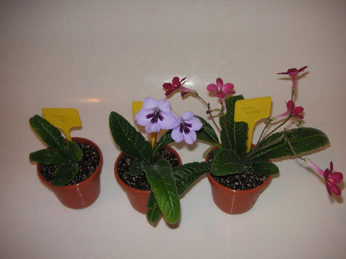 2691842190075666569mkZRUN_fs - Streptocarpus
