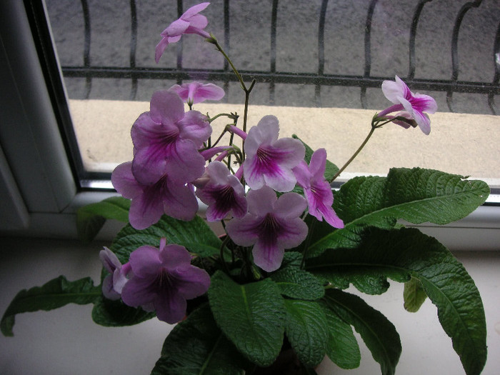 2696627280075666569lXCTAL_fs - Streptocarpus