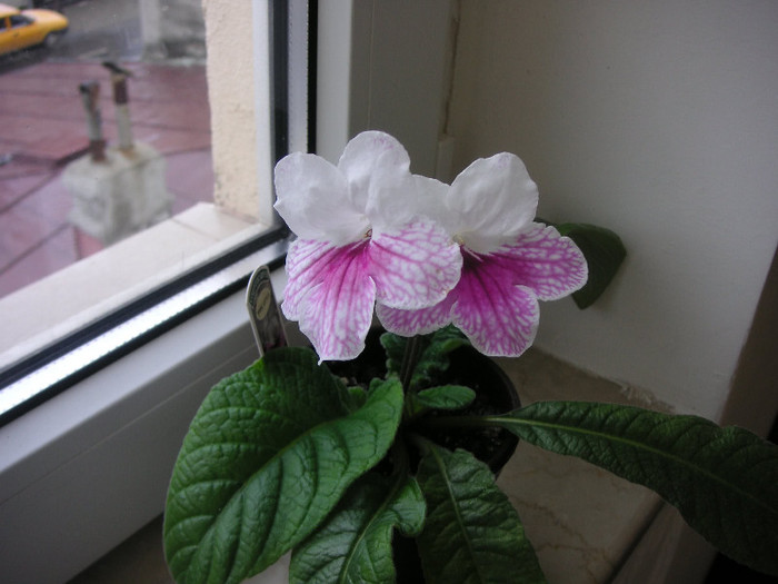 2698443180075666569xwNbPQ_fs - Streptocarpus
