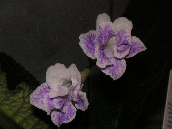 2699749210075666569tEYjRB_fs - Streptocarpus
