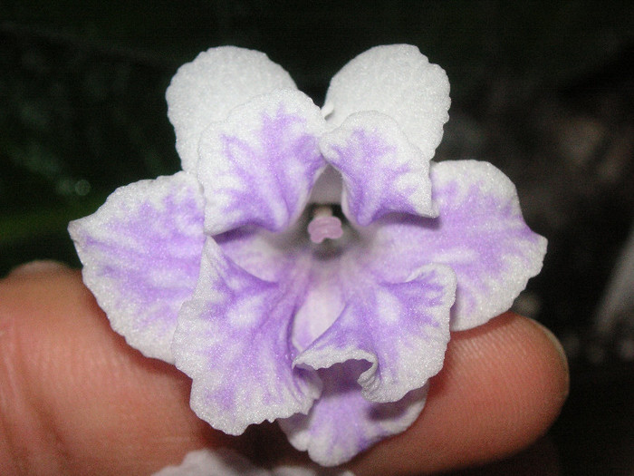 2708463490075666569fUOCqX_fs - Streptocarpus