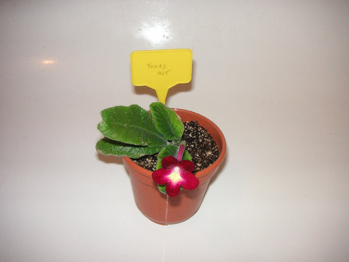 2720830320075666569PsPQhP_fs - Streptocarpus