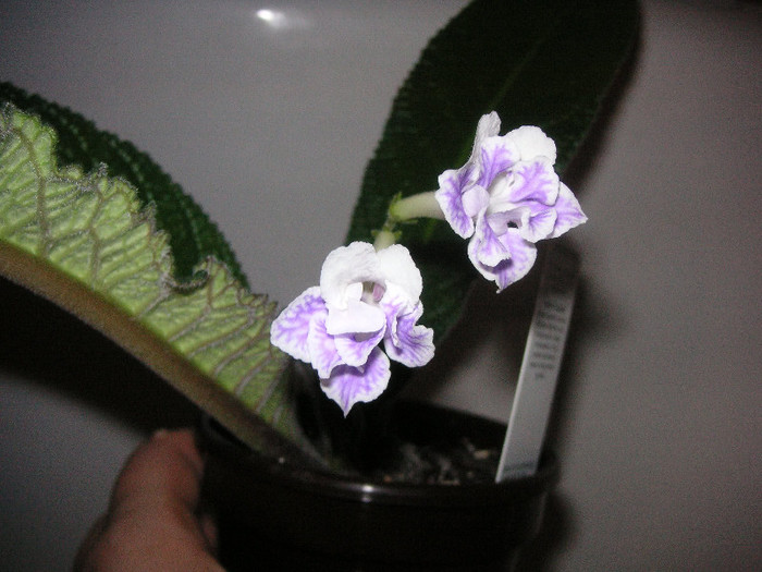 2721849860075666569uZOsdL_fs - Streptocarpus