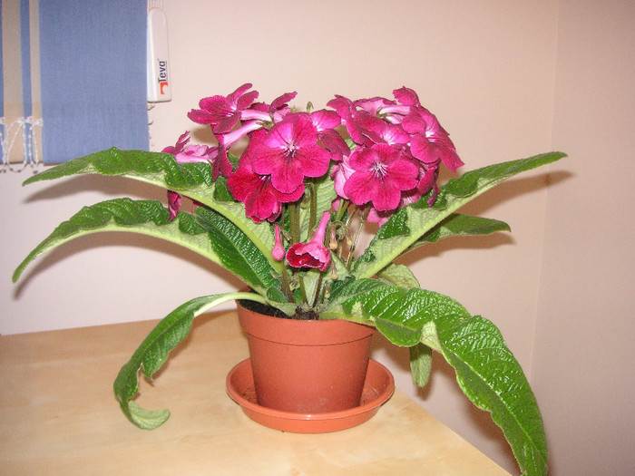 2724010410075666569ixwFZI_fs - Streptocarpus