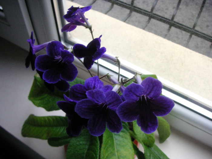 2730769350075666569iivgZJ_fs - Streptocarpus
