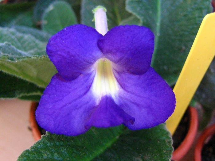 2731086870075666569qQjaqk_fs - Streptocarpus