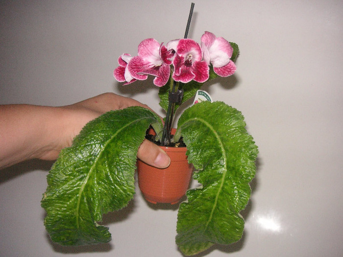 2741879830075666569SIqwhO_fs - Streptocarpus