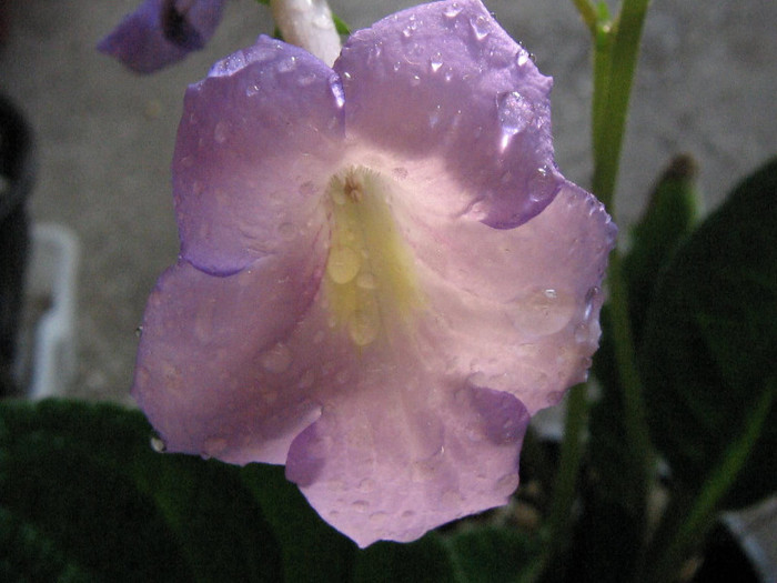 2749122820075666569QQzFDM_fs - Streptocarpus