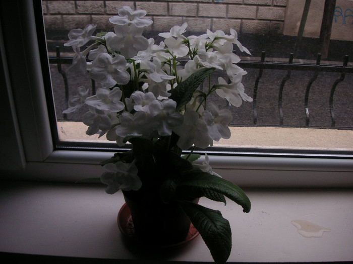 2758700910075666569aTBWNX_fs - Streptocarpus