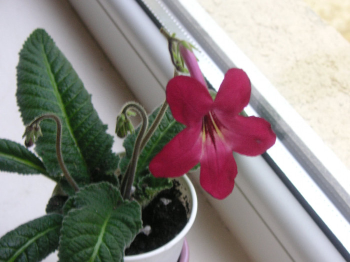 2787823100075666569IUoFSE_fs - Streptocarpus