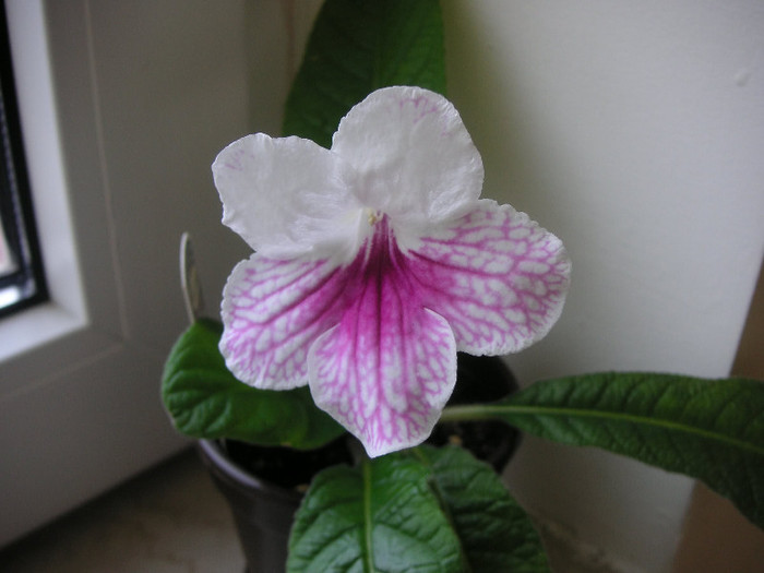 2789321370075666569crFbdi_fs - Streptocarpus
