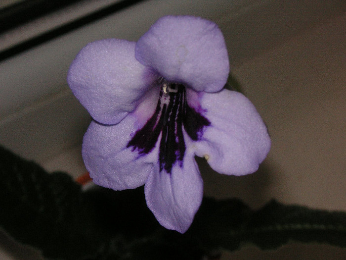 2808537530075666569StTxDV_fs - Streptocarpus