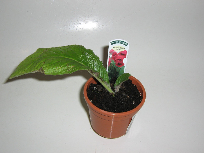 2823798110075666569GxvNkX_fs - Streptocarpus
