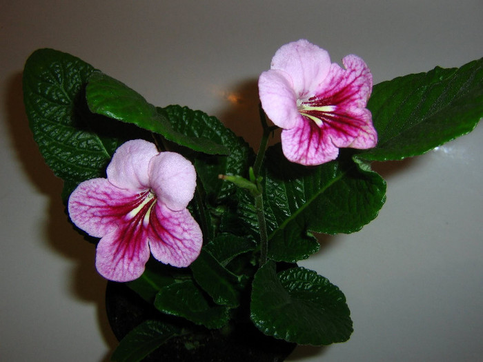2828819940075666569SCDWMa_fs - Streptocarpus