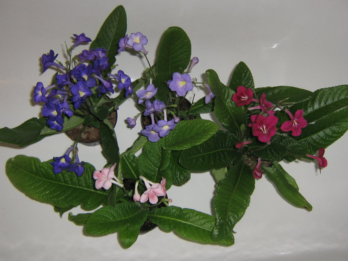 2833534830075666569aXnGSI_fs - Streptocarpus