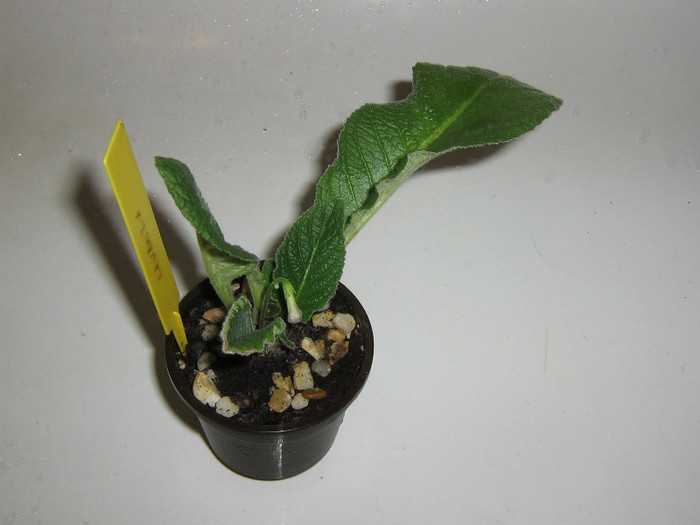2839675690075666569NKylae_fs - Streptocarpus