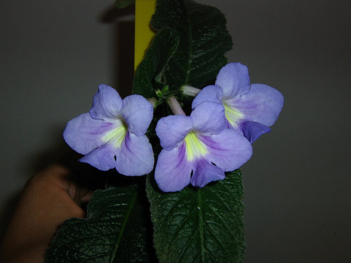 2877071020075666569xwwGVE_fs - Streptocarpus