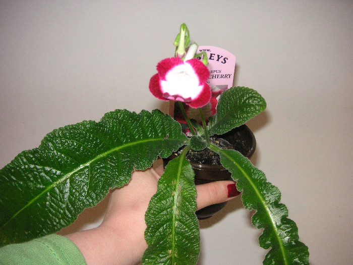 2879956060075666569lBqbgP_fs - Streptocarpus