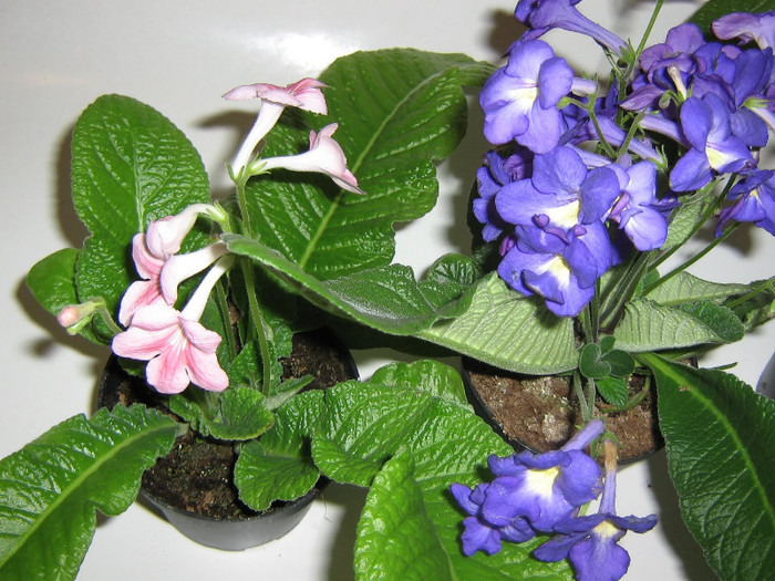 2890839180075666569pebQGF_fs - Streptocarpus