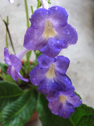 2897995400075666569HFUpeE_fs - Streptocarpus