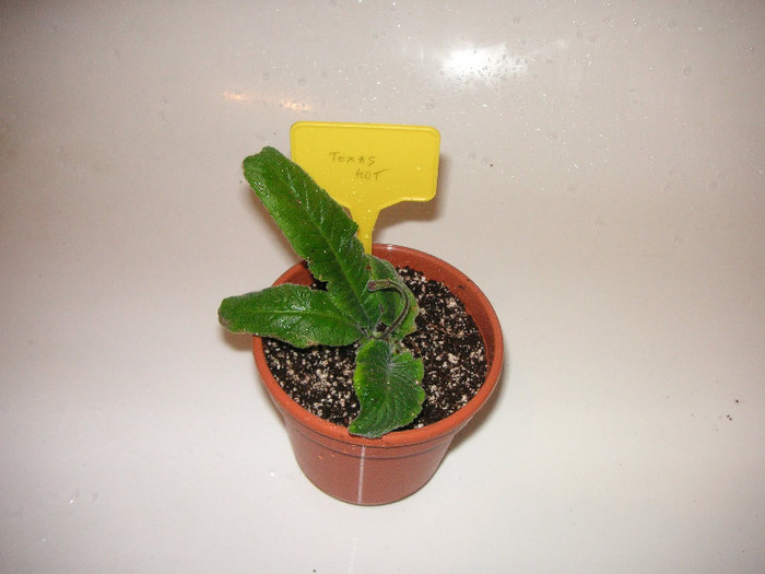2910826650075666569qwbICu_fs - Streptocarpus