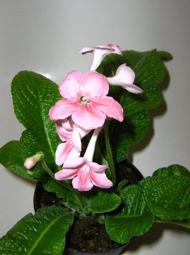 2935896800075666569Dzhwqo_fs - Streptocarpus