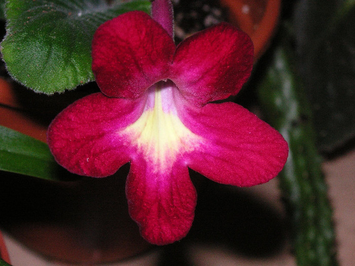 2949671800075666569unDqex_fs - Streptocarpus