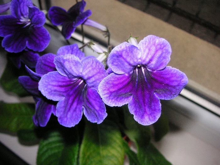 2951492130075666569zZdYPC_fs - Streptocarpus