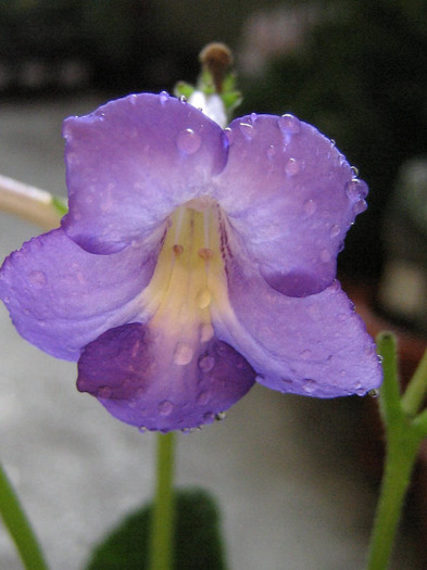 2956247410075666569mRVfww_fs - Streptocarpus