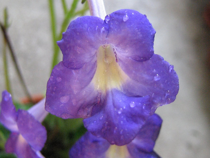 2963646010075666569azQZDd_fs - Streptocarpus