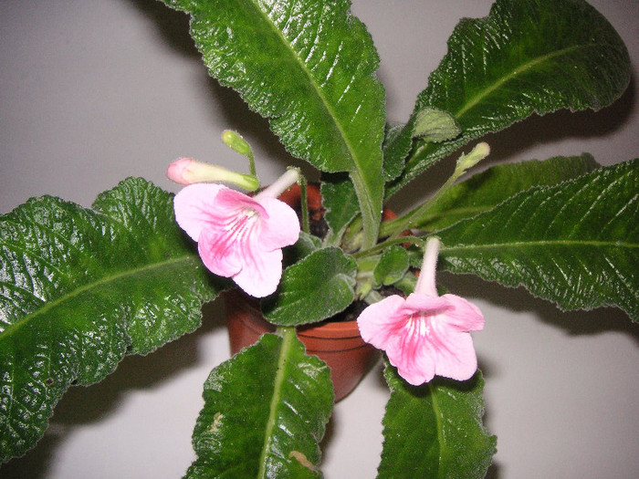 2966818470075666569ILLjzU_fs - Streptocarpus