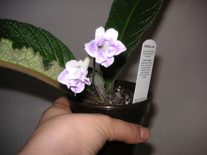 2987053610075666569thaxFl_fs - Streptocarpus