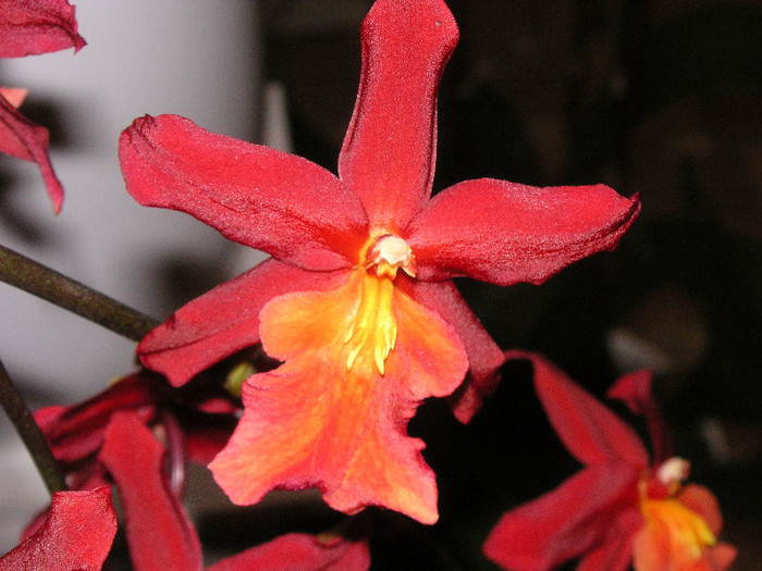 2527872650075666569rXsrQm_fs