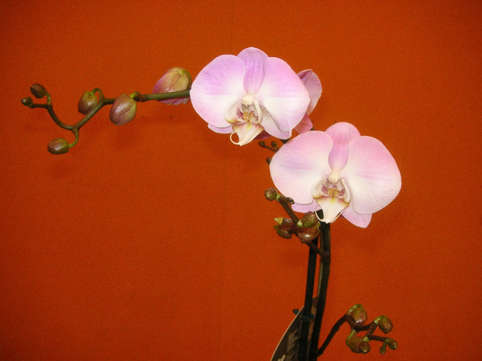 2625157210075666569SXkcrC_fs