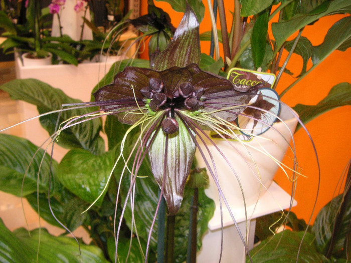 2761287710075666569LjebYw_fs