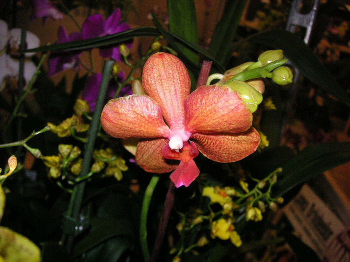 2814433590075666569hbOiLu_fs