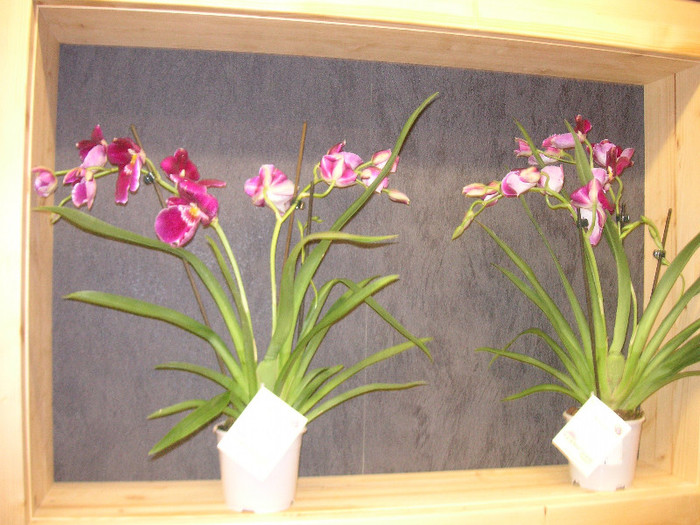 2817222760075666569YJGwCB_fs