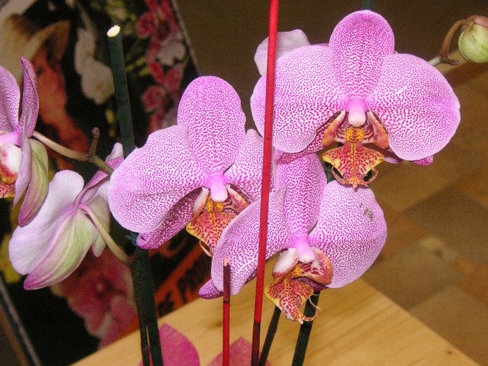 2889820760075666569xJbuSE_fs