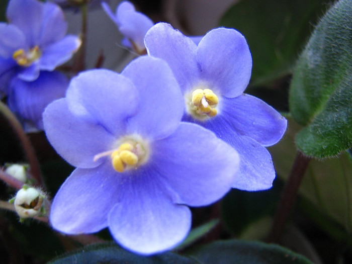 2143477230075666569VWxGmM_fs - Violete