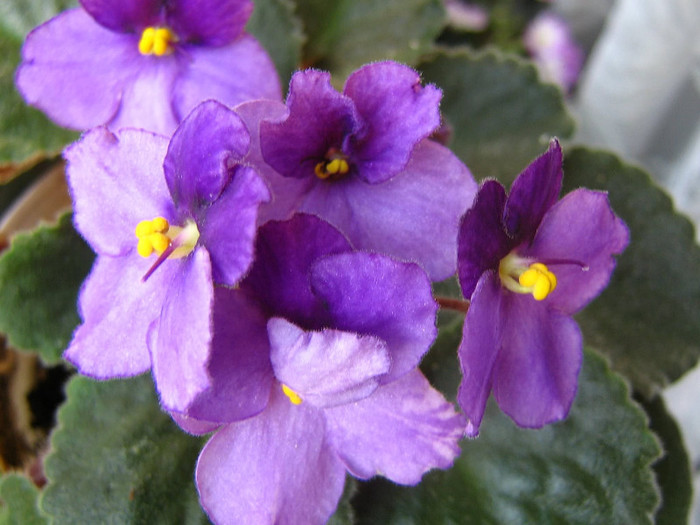 2161766040075666569AEOQJG_fs - Violete