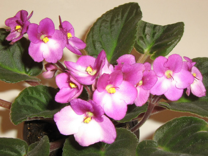 2203835540075666569VCBWyP_fs - Violete