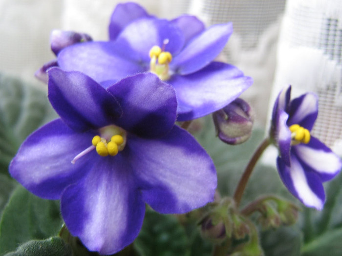 2215568140075666569bfPlNo_fs - Violete
