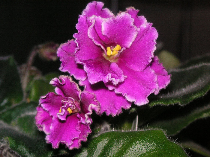2223901500075666569yGMthS_fs - Violete