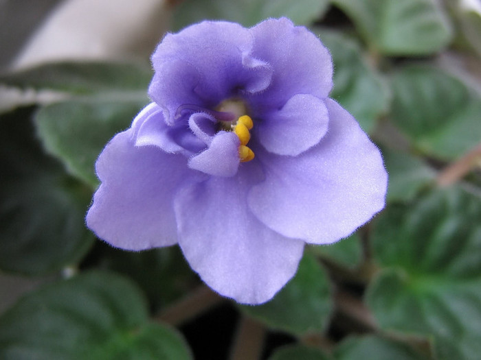 2240091620075666569ALrrqZ_fs - Violete