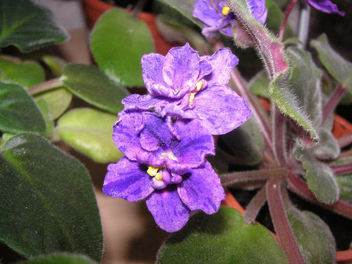 2256646200075666569bQBJbQ_fs - Violete
