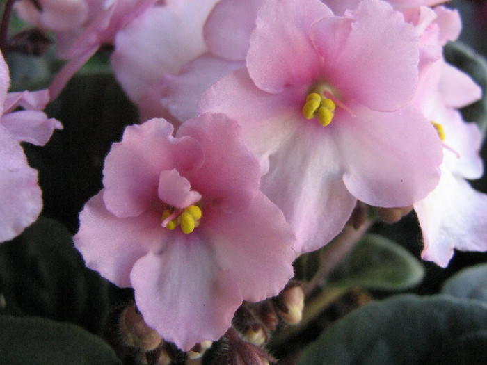 2265253530075666569CSCQxC_fs - Violete
