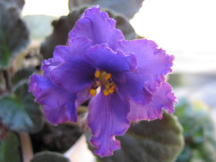 2282331720075666569caIoFm_fs - Violete