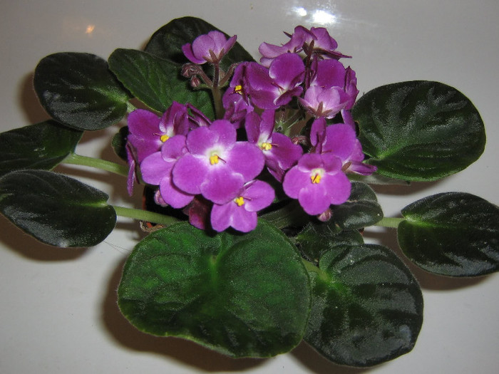 2297535150075666569ZKgwuc_fs - Violete