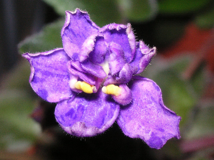 2303983700075666569Zlrfmd_fs - Violete