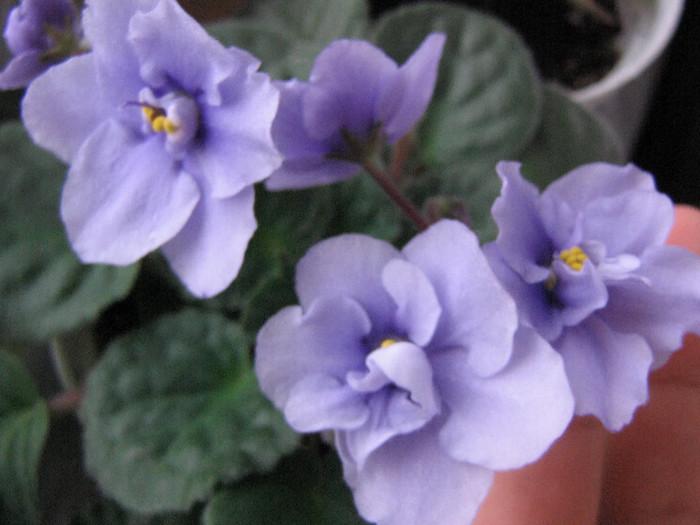 2312951950075666569vbqAzy_fs - Violete